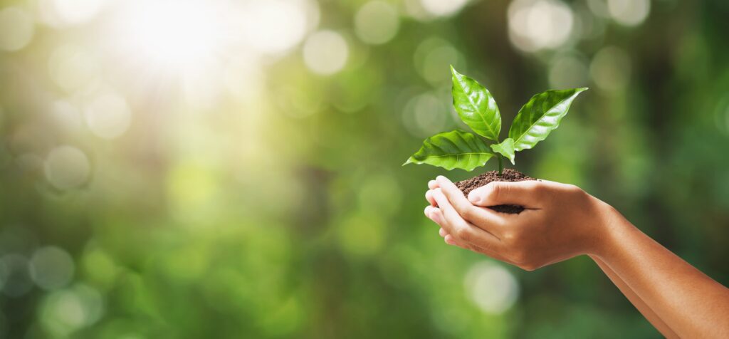 A child's hands holding a sprouting plan against a nature background. 